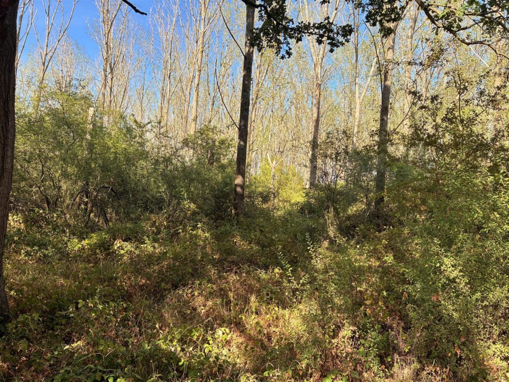 LITTLE BOOKHAM COMMON, LITTLE BOOKHAM, KT23
